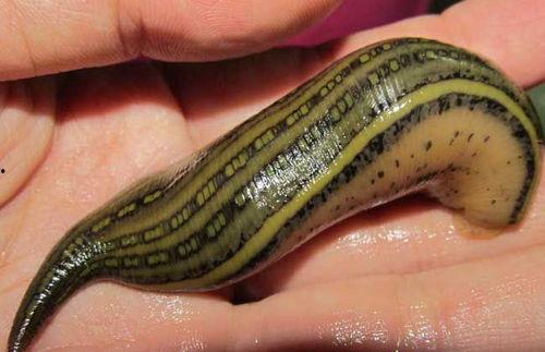 欧美水蛭视频,揭秘其独特生理结构与神奇药用价值