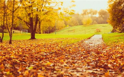 欧美秋天中漫步视频,金黄叶海中的诗意时光